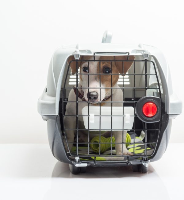 cute-dog-carrier