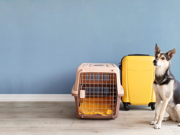 pet carrier-banner